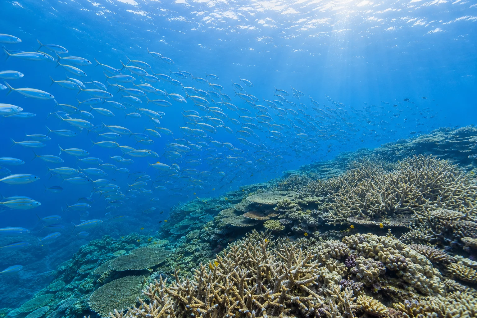 魚の群れとサンゴ礁に差し込む光