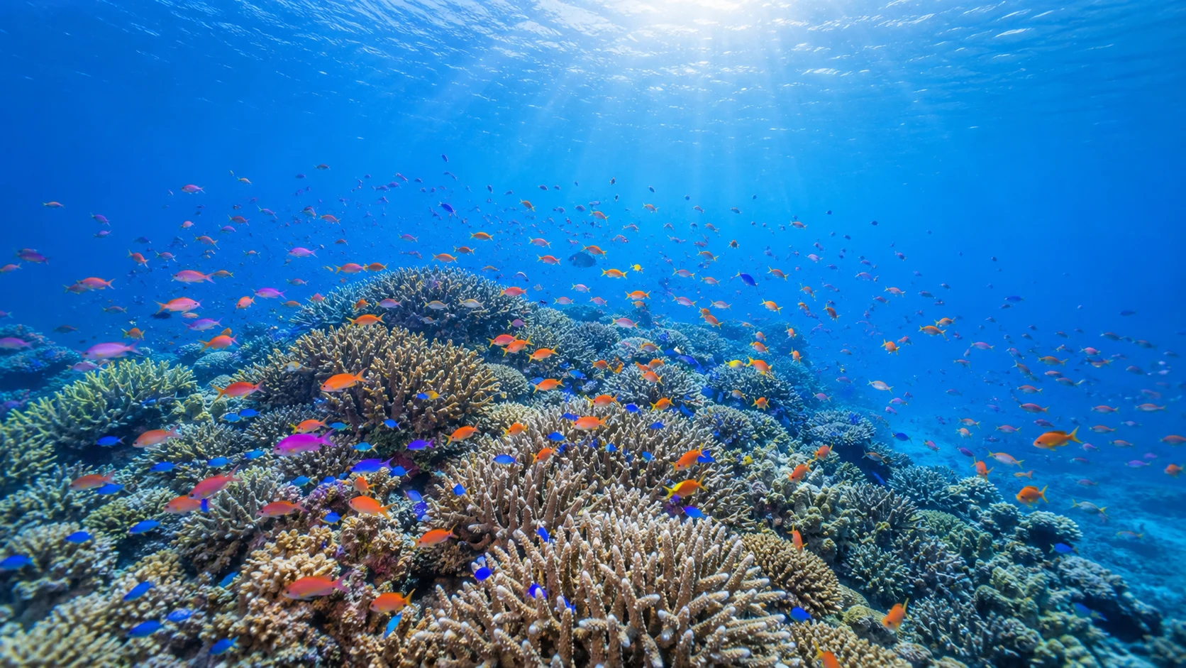 石垣島・八重山のサンゴ礁と魚群