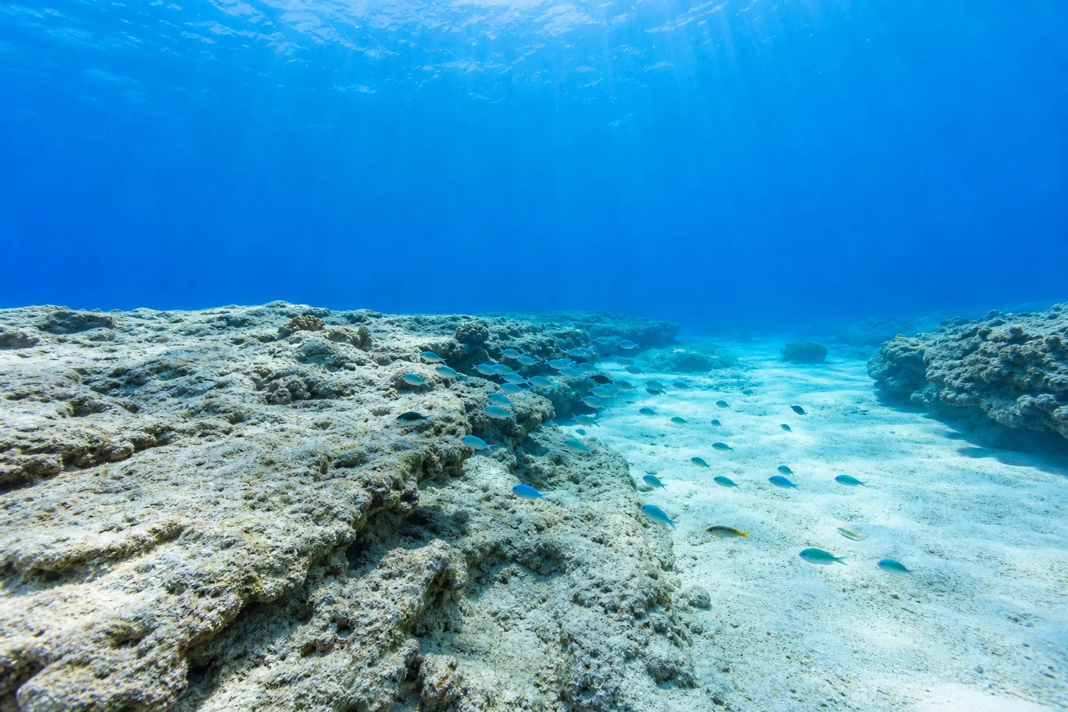 宮古ブルーの海と白い砂地を泳ぐ魚群